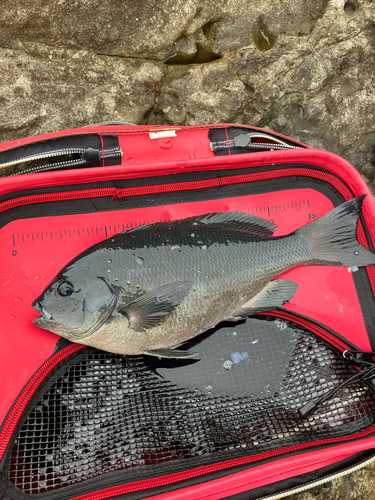 クチブトグレの釣果