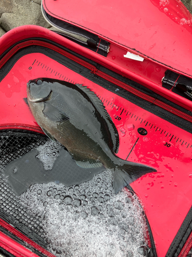 オナガグレの釣果