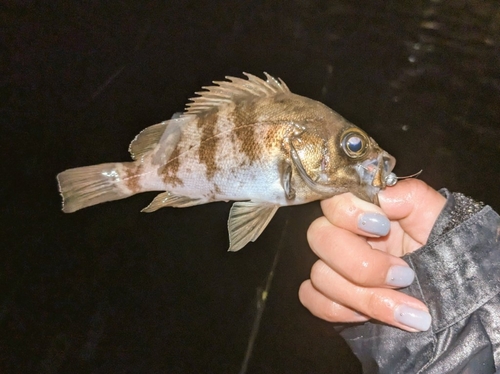 メバルの釣果