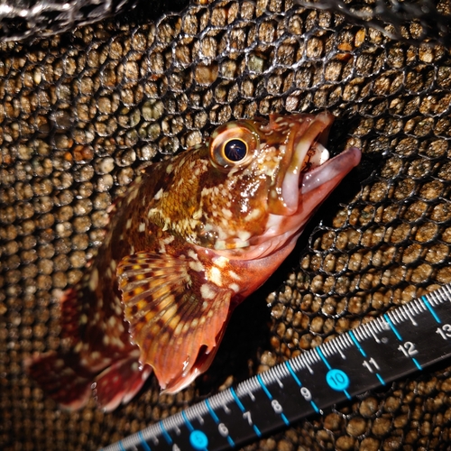 カサゴの釣果