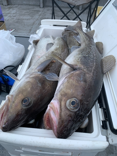 タラの釣果