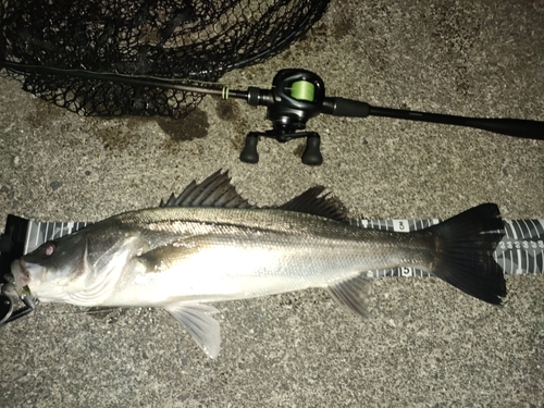 シーバスの釣果