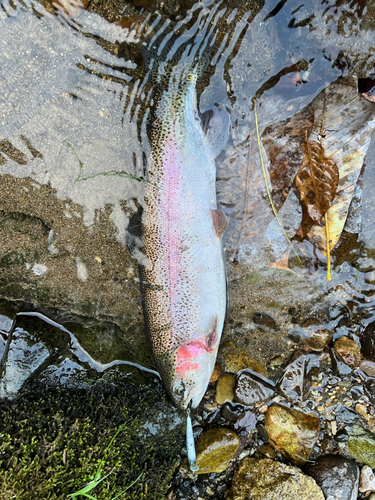 ニジマスの釣果