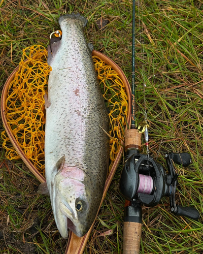 レインボートラウトの釣果