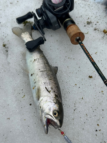 ヤマメの釣果