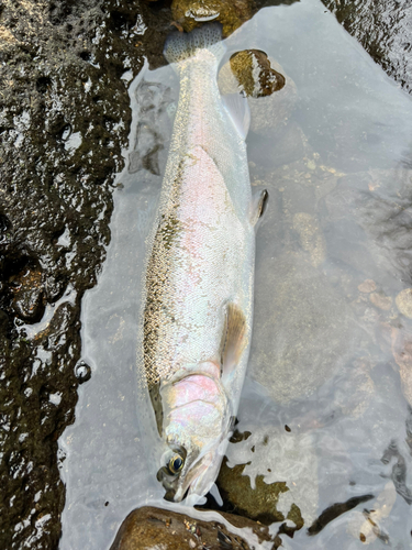 ニジマスの釣果