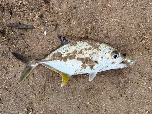 メッキの釣果