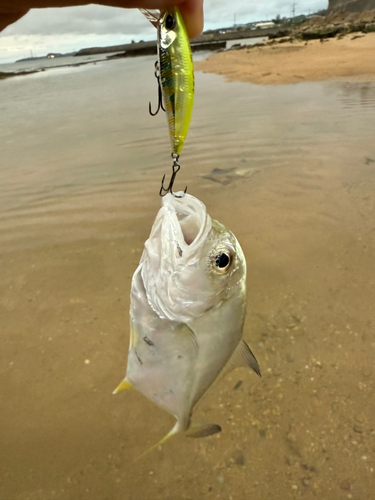 メッキの釣果