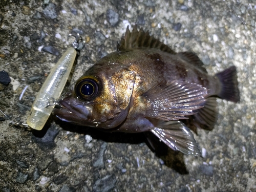 シロメバルの釣果