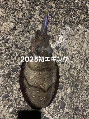 モンゴウイカの釣果