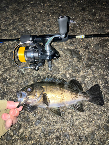 メバルの釣果