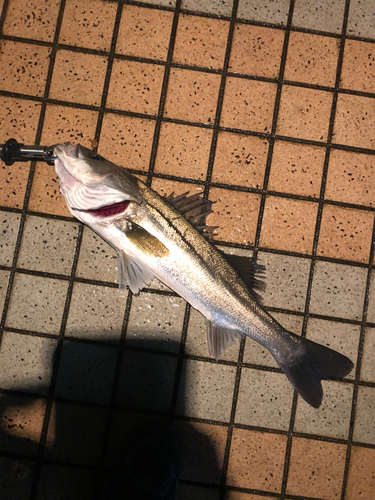 シーバスの釣果