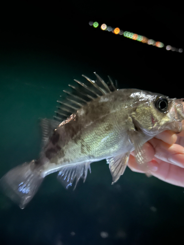 メバルの釣果