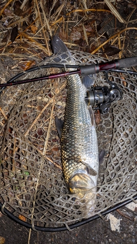 ニゴイの釣果