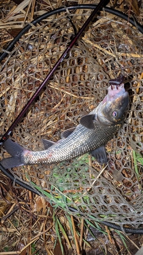 ニゴイの釣果