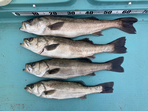 シーバスの釣果