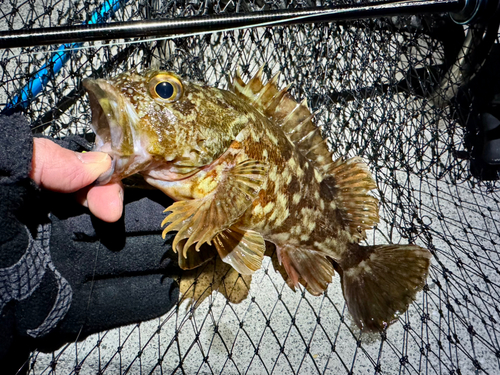 ガシラの釣果