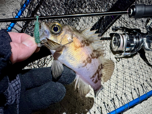 メバルの釣果