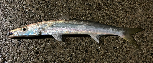 カマスの釣果