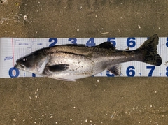 シーバスの釣果
