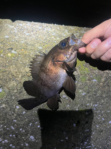 メバルの釣果