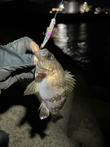 メバルの釣果