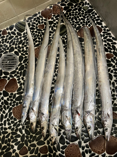 タチウオの釣果