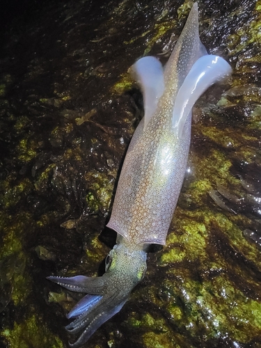 ヤリイカの釣果