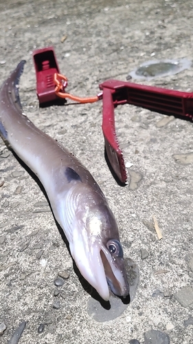 アナゴの釣果