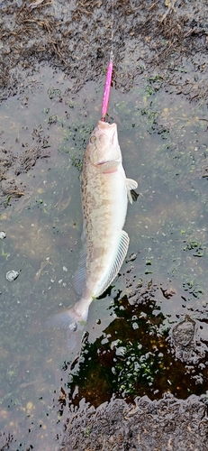 ホッケの釣果