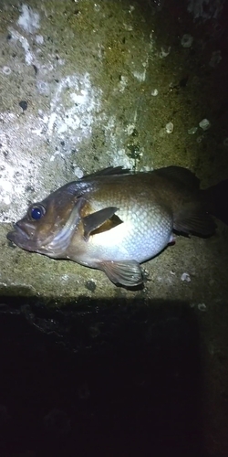 クロメバルの釣果