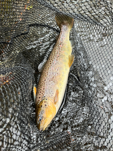 ブラウントラウトの釣果