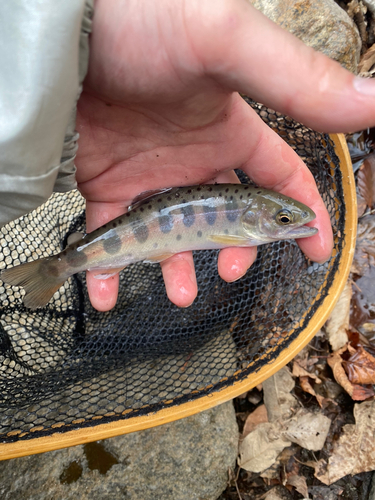 ヤマメの釣果