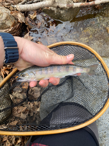 ヤマメの釣果