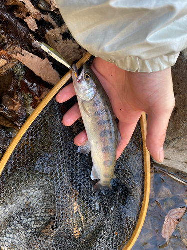 ヤマメの釣果