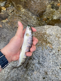 ヤマメの釣果