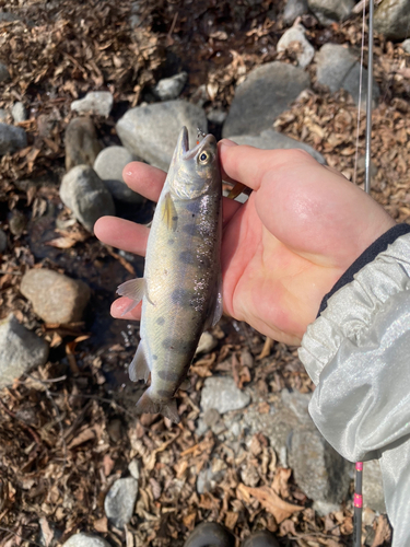 ヤマメの釣果