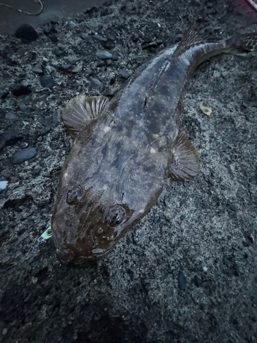 マゴチの釣果