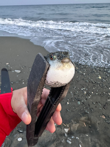 クサフグの釣果