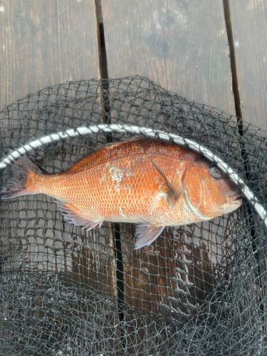 マダイの釣果