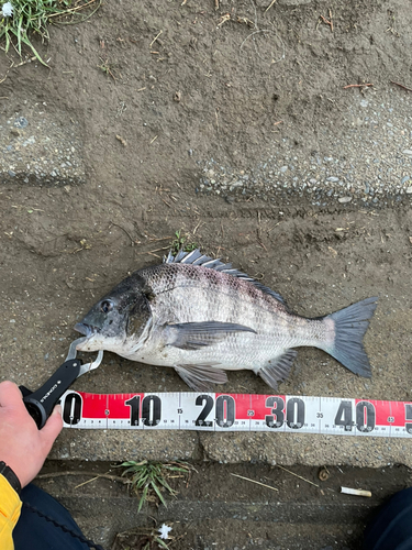 クロダイの釣果