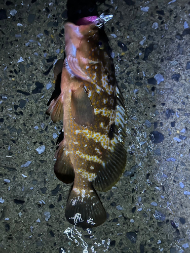 アコウの釣果