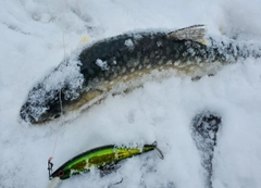 アメマスの釣果