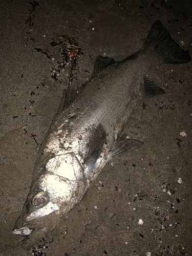 ヒラスズキの釣果