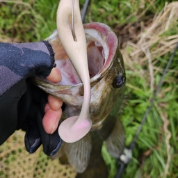 スモールマウスバス