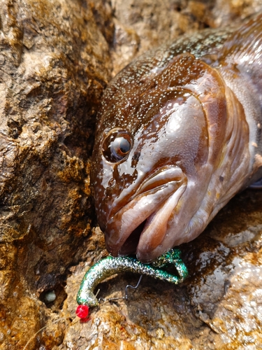 アイナメの釣果