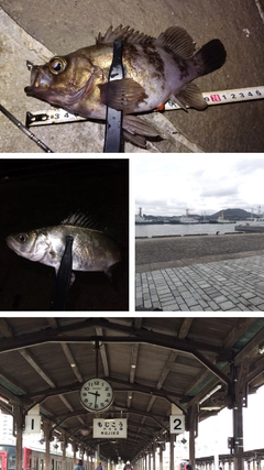 シロメバルの釣果