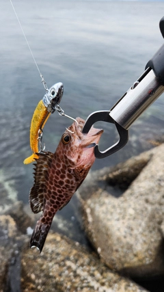 オオモンハタの釣果