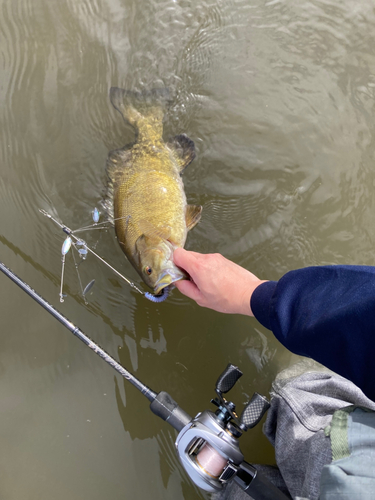 スモールマウスバスの釣果