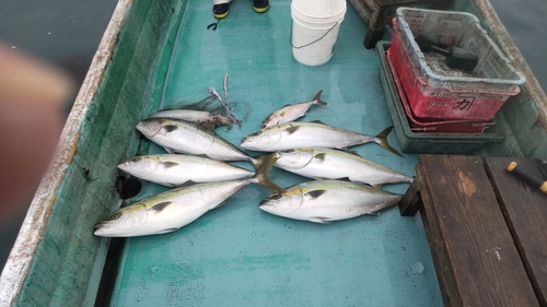 ブリの釣果